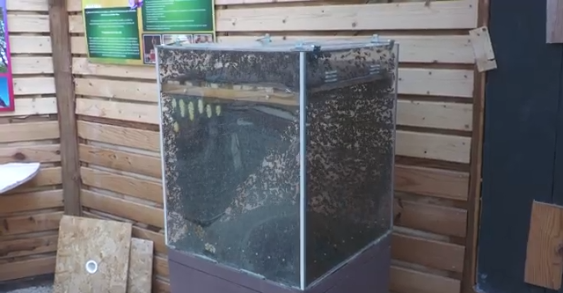 El Día Mundial de las Abejas recuerda su importancia en Alicante