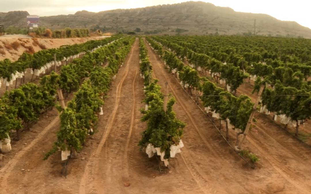 Arranca la campaña de la Uva de Mesa Embolsada del Vinalopó