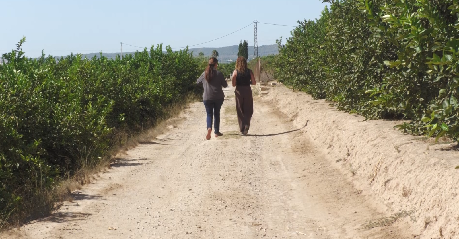 Marta muestra su plantación de limones tras sufrir varios robos en su explotación agrícola de Alicante.